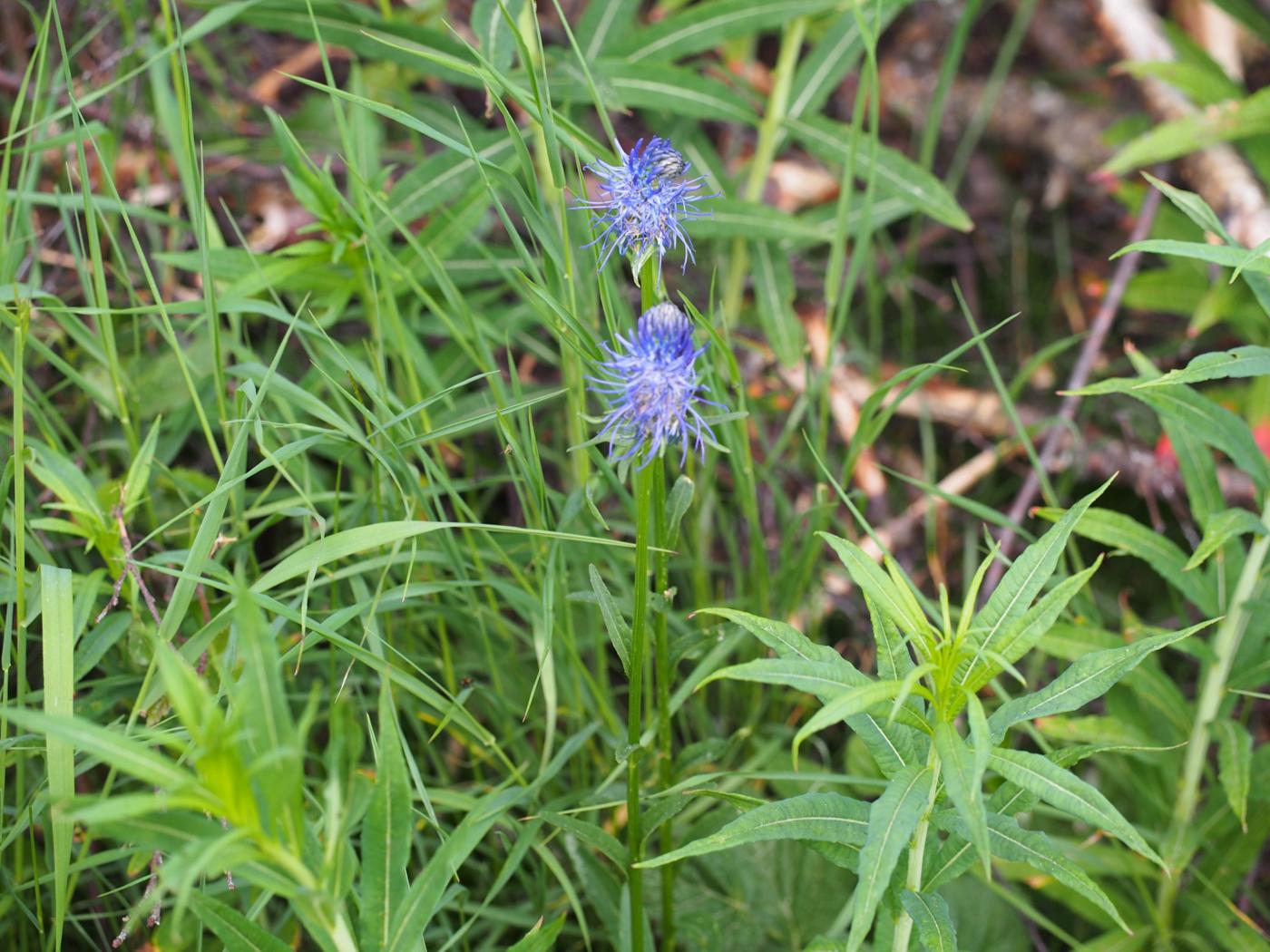 Rampion, French plant